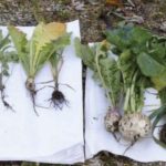 Cover crops without manure (left) and cover crops with manure (right).