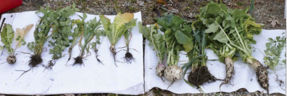Cover crops without manure (left) and cover crops with manure (right).
