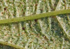 Two-spotted spider mites covering the underside of a bean leaf.