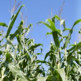 Renewed interest in silage-specific hybrids is fueling more discussions.