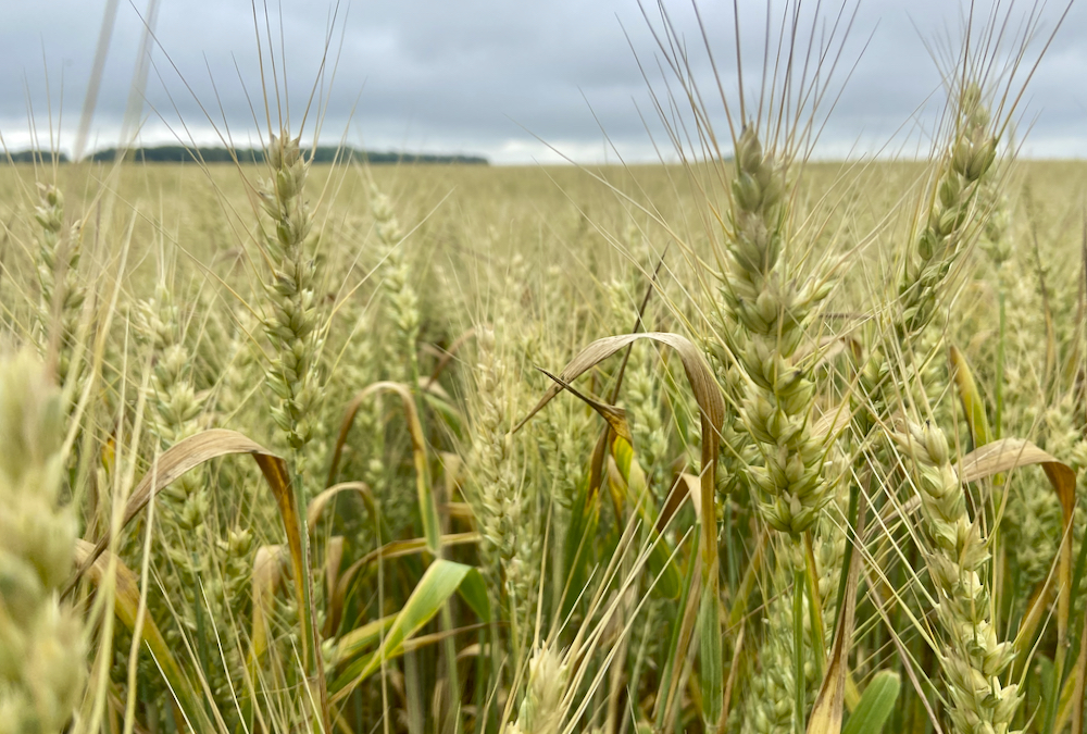 This wheat in Middlesex County on June 27 is maturing quickly, like the rest of the Ontario wheat crop.