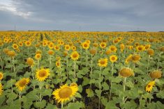 File photo of a sunflower crop in Manitoba. (MysticEnergy/Getty Images)