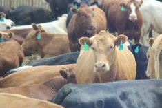 File photo of cattle in an Alberta feedlot. (Geralyn Wichers photo)