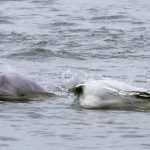 File photo of beluga whales in Hudson Bay off Churchill, Manitoba. (Lynn_Bystrom/iStock/Getty Images)
