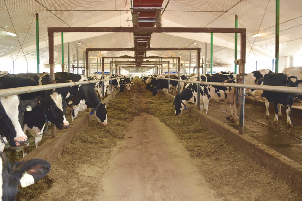 Several food strategies are being studied to help reduce greenhouse gas emissions, particularly methane.