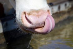 Monitoring dairy cows’ water use has benefits