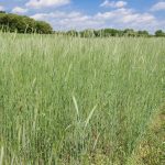rye cover crop