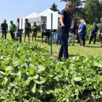 Corteva Agrisciences field scientist Laura Smith points to a row of tomatoes that were planted next to a plot of Enlist-branded herbicide-tolerant soybeans at the company’s Tavistock research station during a tour for seed reps on July 5.