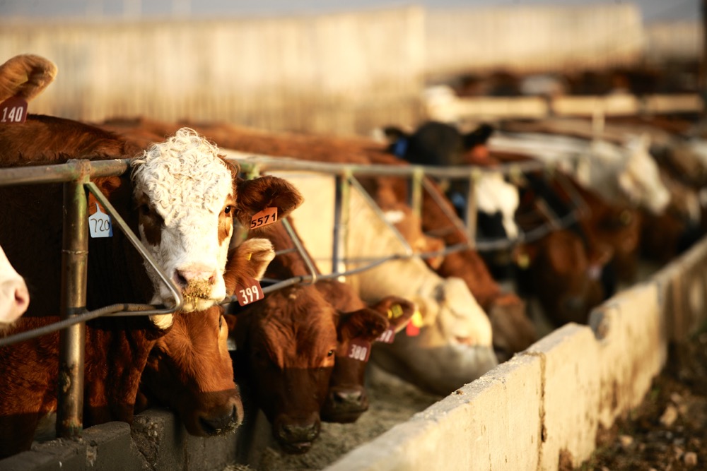 Photo: Canada Beef
