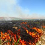 What does wildfire smoke do to crops?