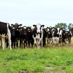 Dairy industry gets sustainability funding