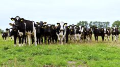 Dairy industry gets sustainability funding