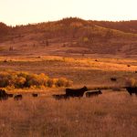 (Photo courtesy Canada Beef Inc.)