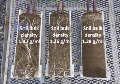 Root growth of corn plants (V5 growth stage) growing in soil compacted to different bulk densities before corn seeds were planted.