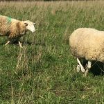 A new strategic plan has meant shifting priorities for Ontario Sheep Farmers.