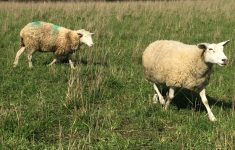 A new strategic plan has meant shifting priorities for Ontario Sheep Farmers.