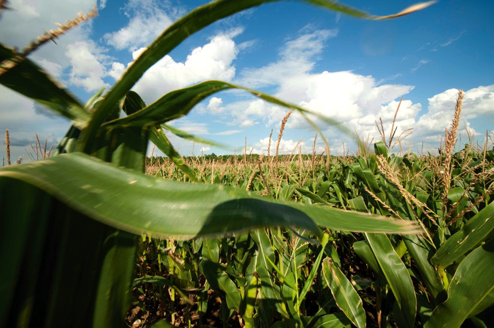 Hot weather is posing a threat to corn crops in the U.S.  Photo: Thinkstock  
