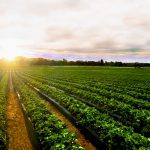 Learning more about plants’ circadian clocks could significantly increase yield and control the timing of plant flowering to adapt to climate change.