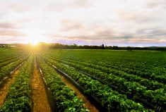Learning more about plants’ circadian clocks could significantly increase yield and control the timing of plant flowering to adapt to climate change.