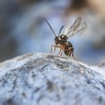 A ronin wasp (Leptopilina japonica) searches for fly larvae in a blueberry.