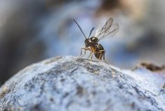 A ronin wasp (Leptopilina japonica) searches for fly larvae in a blueberry.