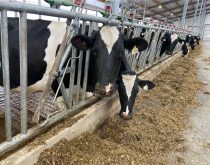 Dairy and beef producers needed for well-being studies