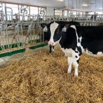 Dairy heifers are shown in a modern calf and heifer barn in Ontario.