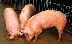 (Scott Bauer photo courtesy ARS/USDA)