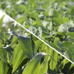 Maizex unifies corn, soybean seed brands