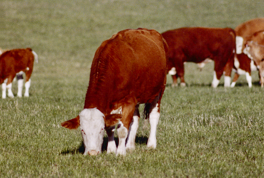 A new study shows how cow-calf producers can assess their cows without relying on feed-use efficiency, which is a typical measurement.