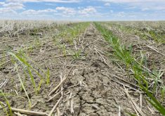 Spring wheat with Lalrise Start SC applied with seed treatment, right, versus seed treatment alone on the left, in Western Canada, 
in May 2022.