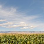 File photo of a Wyoming corn crop. (RiverNorthPhotography/iStock/Getty Images)