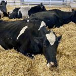 Dry cows are especially susceptible to mycotoxin load, and will often calve prematurely if exposed to damaging levels of mycotoxins.