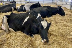 Dry cows are especially susceptible to mycotoxin load, and will often calve prematurely if exposed to damaging levels of mycotoxins.
