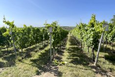 Vineyards are shown at the Geilweiler research station in the German region of Rheinland Palatinate.