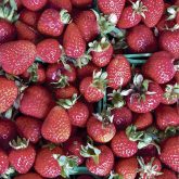 Agricorp updates coverage for fruit growers