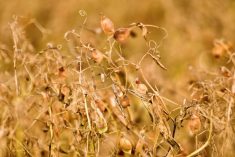 File photo of a lentil crop before harvest in Saskatchewan. (Bobloblaw/iStock/Getty Images)