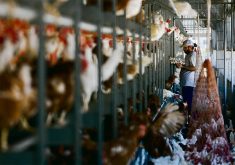 The poultry industry says China’s failure to lift bans 90 days after states eliminate avian flu from farms violates the Phase 1 trade agreement signed in 2020.