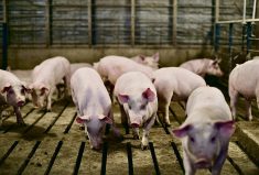 pigs