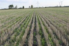 What to do with those stubble fields now? Consider BioStrip Till