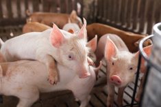 pigs on the farm