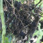 Soybean cyst nematode is the more familiar species affecting agricultural production.