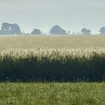 Smoky haze over a wheat field late June, early July in 2023.