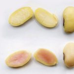 A photo on Moolec Science’s website shows the difference between standard soybeans, top, and its genetically modified beans that contain pork protein.