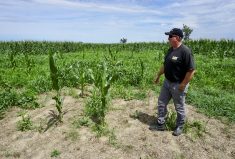 Vince in his corn field where the July incident took place. Crop damage from the fire, and from water truck traffic, is visible.