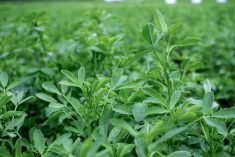 DLF sowing the seeds of increased alfalfa breeding with Corteva aquisition