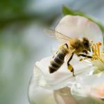 2022 was a particularly difficult year for Ontario beekeepers.