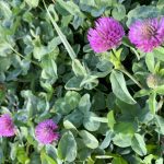 Red clover was one of the cover crops examined in the AAFC study.