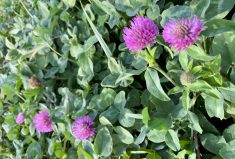 Red clover was one of the cover crops examined in the AAFC study.