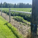 This is some of the 74 acres that Joel and Paula Brodie have fenced on their farm so they can graze sheep on cover crops.